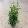THUJA 23 CM BRABANT 95 CM HÖG 1X1